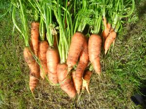 Some of last years carrots