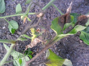 The first signs of 'blight' on my tomato plants last year