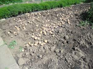 My potatoes drying in the sun