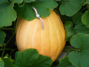 My '2013' pumpkin
